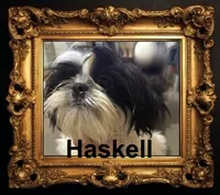 AKC Haskell M, a female Shih Tzu for sale in Corpus Christi, TX – 1 of 9