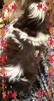Derek, a male Shih Tzu for sale in Corpus Christi, TX – 2 of 2