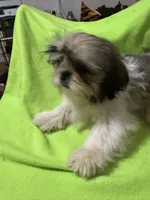 AKC Haltom M, a male Shih Tzu for sale in Corpus Christi, TX – 2 of 4