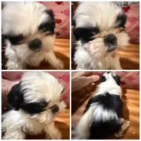 AKC Praletta F, a female Shih Tzu for sale in Corpus Christi, TX – Photo 2 of 2