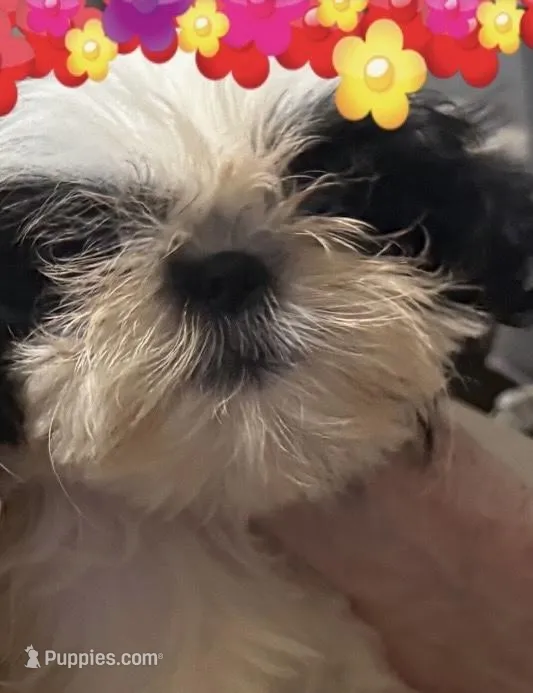 AKC Praletta – Shih Tzu puppy for sale in Corpus Christi, TX