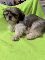 AKC Haltom M, a male Shih Tzu for sale in Corpus Christi, TX – 4 of 4