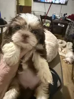 AKC PUFF THE MAGIC ShihTzu F, a female Shih Tzu for sale in Corpus Christi, TX – 10 of 10