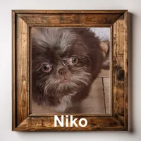 Niko, a male Shih Tzu for sale in Corpus Christi, TX – 1 of 2