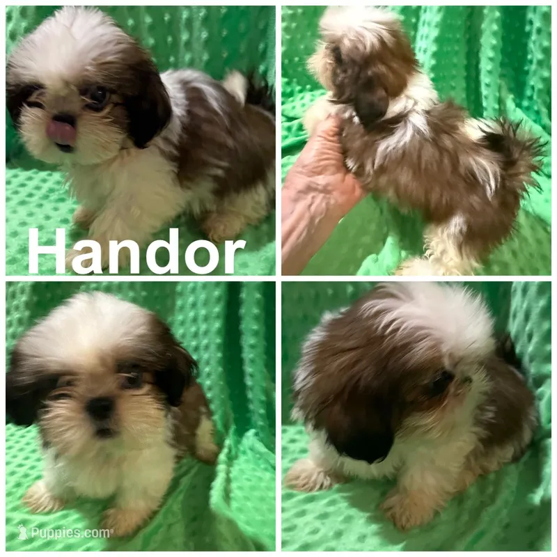 AKC Handor – Shih Tzu puppy for sale in Corpus Christi, TX