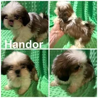 AKC Handor M, a male Shih Tzu for sale in Corpus Christi, TX – 1 of 2