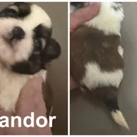 AKC Handor M, a male Shih Tzu for sale in Corpus Christi, TX – 2 of 2