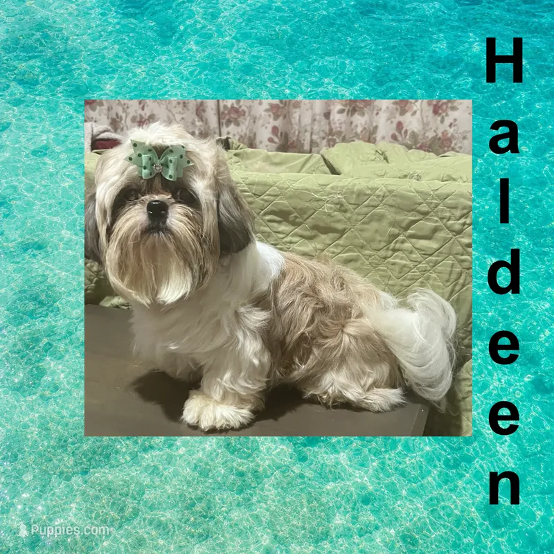 AKC Haldeen M – Shih Tzu puppy for sale in Corpus Christi, TX