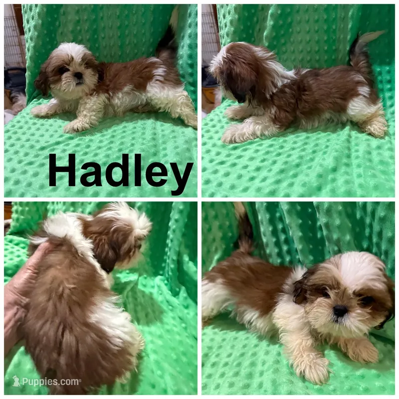 AKC Hadley – Shih Tzu puppy for sale in Corpus Christi, TX