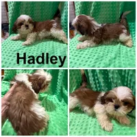 AKC Hadley M, a male Shih Tzu for sale in Corpus Christi, TX – Photo 1 of 2