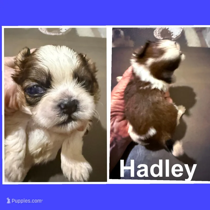 AKC Hadley