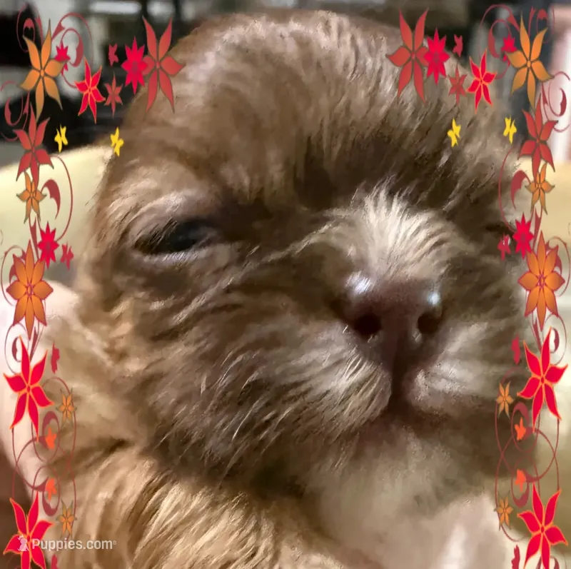 AKC Autry M – Shih Tzu puppy for sale in Corpus Christi, TX