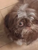 Niko, a male Shih Tzu for sale in Corpus Christi, TX – 2 of 2