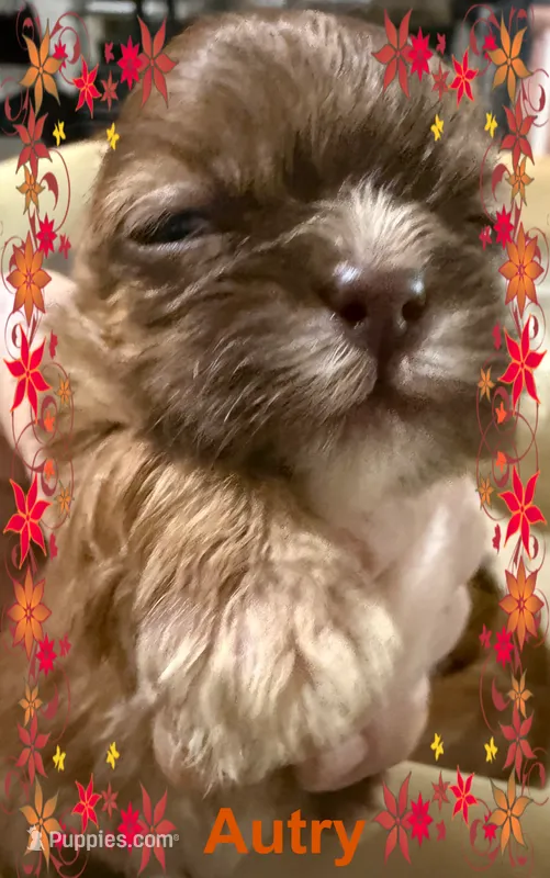 AKC Autry M – Shih Tzu puppy for sale in Corpus Christi, TX