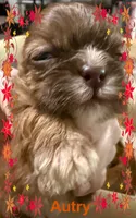 AKC Autry M, a male Shih Tzu for sale in Corpus Christi, TX – 1 of 1