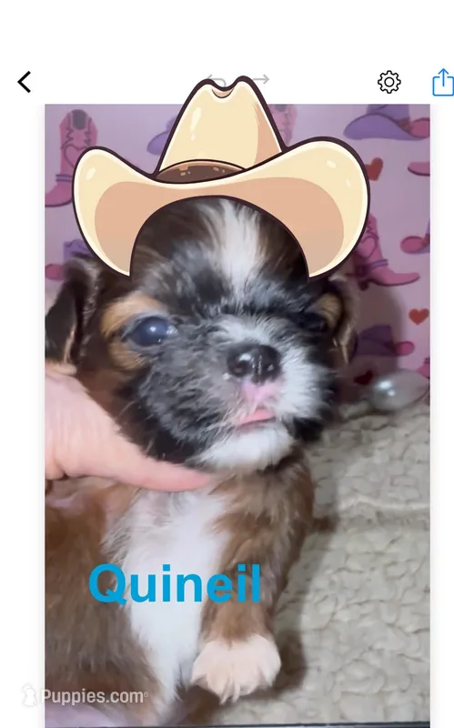 AKC Quineil – Shih Tzu puppy for sale in Corpus Christi, TX
