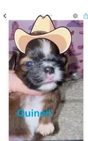 AKC Quineil M, a male Shih Tzu for sale in Corpus Christi, TX – 3 of 4