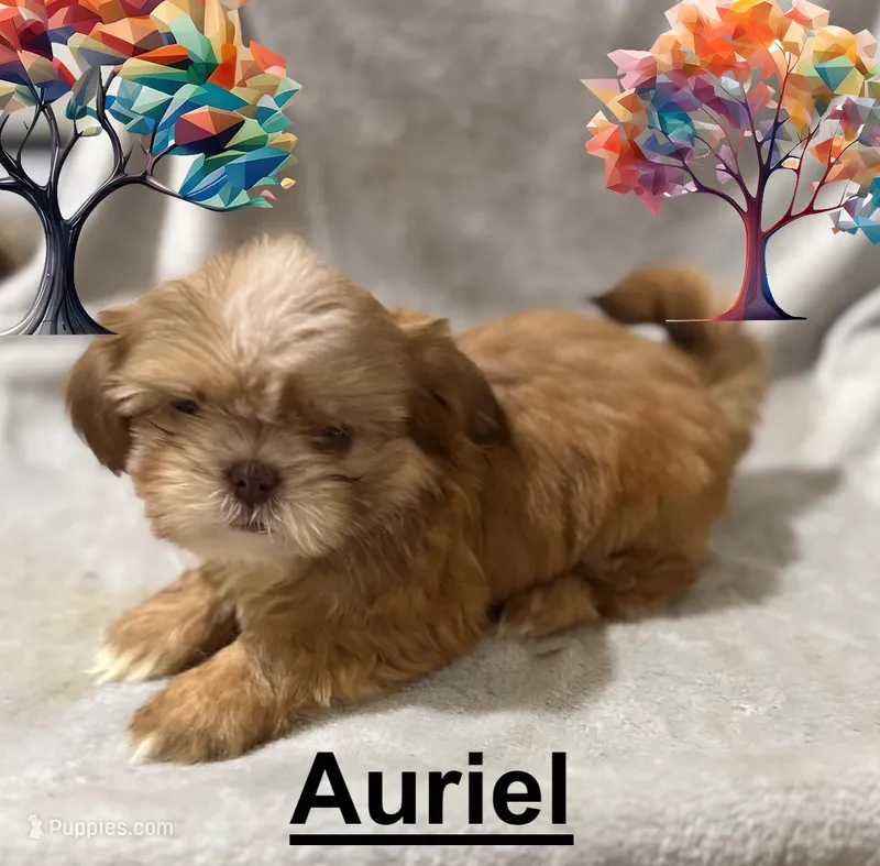 AKC Auriel