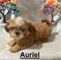 AKC Auriel, a female Shih Tzu for sale in Corpus Christi, TX – Photo 1 of 3