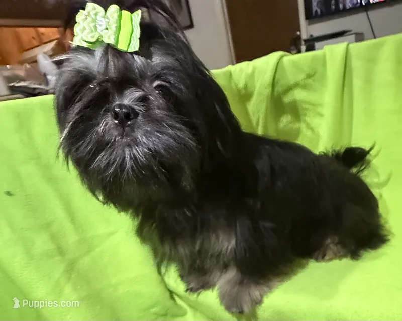 AKC Duster M – Shih Tzu puppy for sale in Corpus Christi, TX