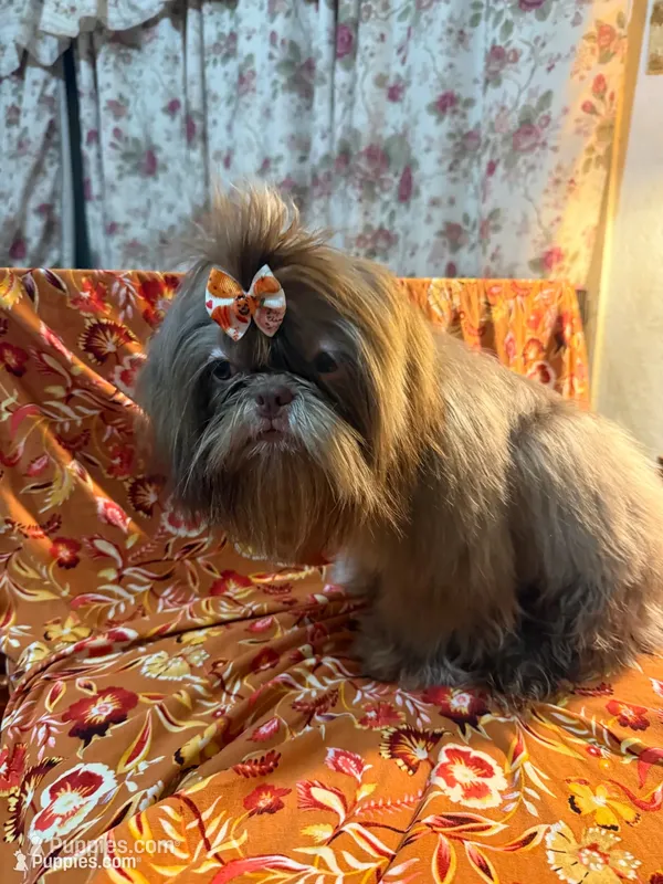 AKC Niko M – Shih Tzu puppy for sale in Corpus Christi, TX