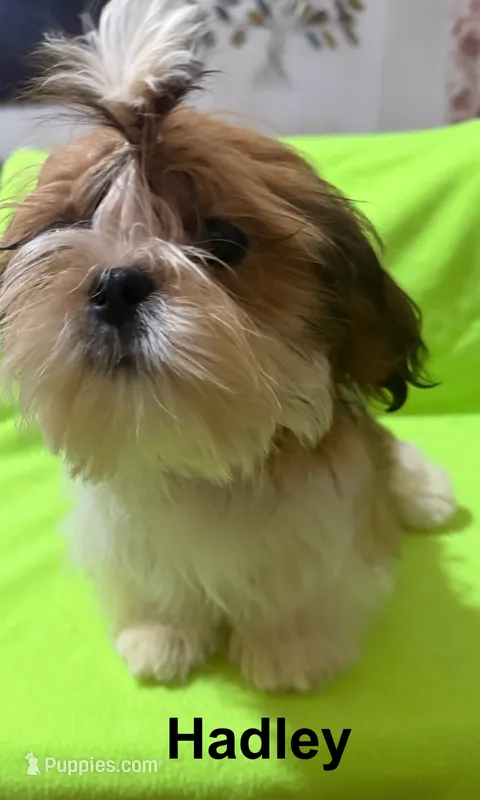 AKC Hadley M – Shih Tzu puppy for sale in Corpus Christi, TX