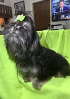 AKC Duster M, a male Shih Tzu for sale in Corpus Christi, TX – 4 of 5