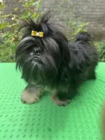 AKC Cunniel M, a male Shih Tzu for sale in Corpus Christi, TX – 4 of 9
