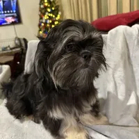 AKC DuLightful, a male Shih Tzu for sale in Corpus Christi, TX – Photo 4 of 8