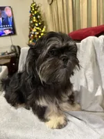 AKC DuLightful, a male Shih Tzu for sale in Corpus Christi, TX – Photo 4 of 8