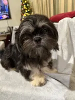 AKC DuLightful, a male Shih Tzu for sale in Corpus Christi, TX – Photo 6 of 8