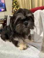 AKC DuLightful, a male Shih Tzu for sale in Corpus Christi, TX – Photo 2 of 8