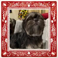 AKC DuLightful, a male Shih Tzu for sale in Corpus Christi, TX – Photo 5 of 8