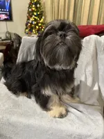 AKC DuLightful, a male Shih Tzu for sale in Corpus Christi, TX – Photo 3 of 8