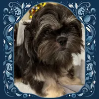 AKC DuLightful, a male Shih Tzu for sale in Corpus Christi, TX – Photo 1 of 8
