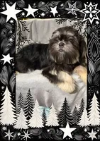 AKC DuLightful, a male Shih Tzu for sale in Corpus Christi, TX – Photo 8 of 8
