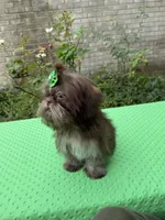 Niko, a male Shih Tzu for sale in Corpus Christi, TX – 5 of 10