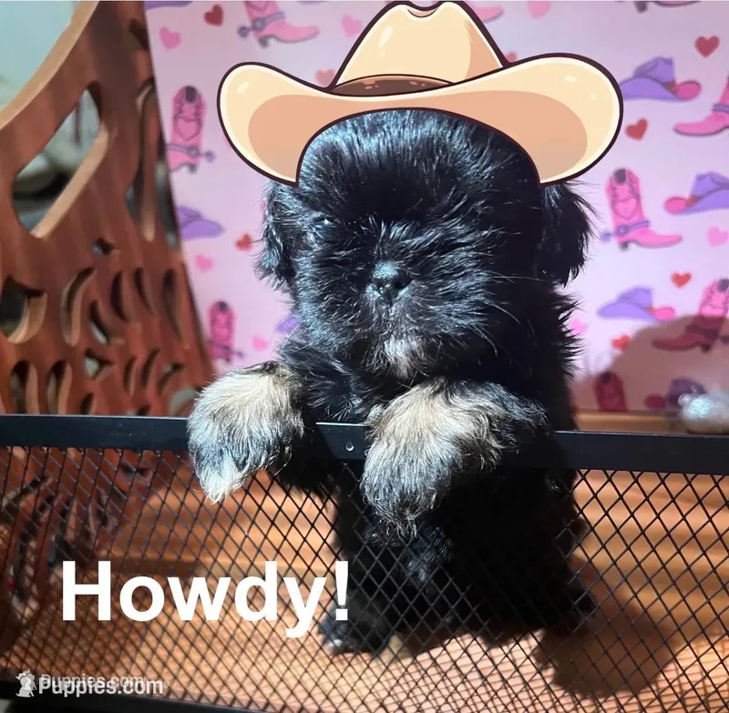 AKC Cunniel M – Shih Tzu puppy for sale in Corpus Christi, TX
