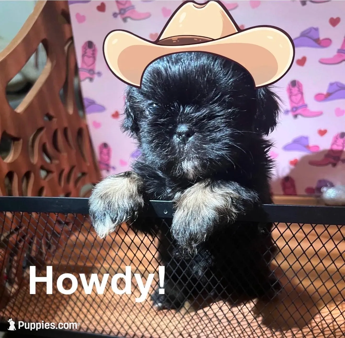 AKC Cunniel M, a male Shih Tzu for sale in Corpus Christi, TX – 3 of 6