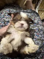 AKC PUFF THE MAGIC ShihTzu F, a female Shih Tzu for sale in Corpus Christi, TX – 3 of 10