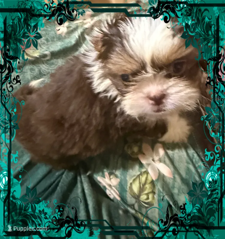 AKC PUFF THE MAGIC ShihTzu F – Shih Tzu puppy for sale in Corpus Christi, TX