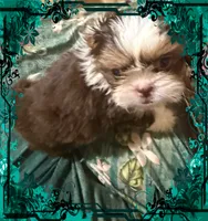 AKC PUFF THE MAGIC ShihTzu F, a female Shih Tzu for sale in Corpus Christi, TX – 1 of 10