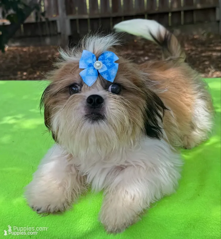 AKC Issa Onederful M – Shih Tzu puppy for sale in Corpus Christi, TX