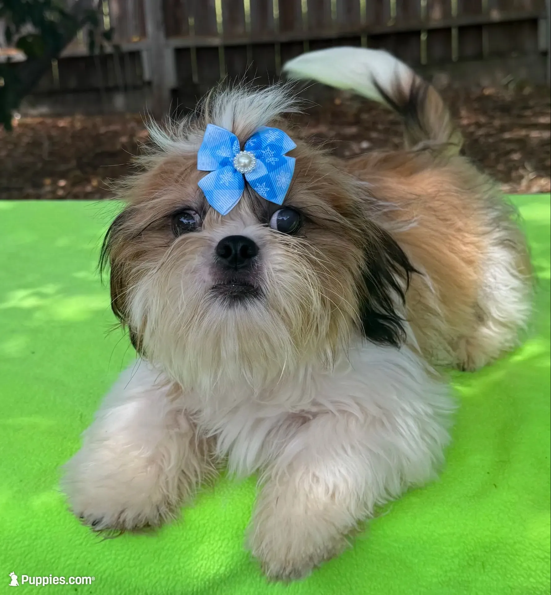 AKC Issa Onederful M, a male Shih Tzu for sale in Corpus Christi, TX – 1 of 10