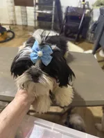 AKC Haskell M, a female Shih Tzu for sale in Corpus Christi, TX – 5 of 9