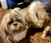 iswan, a male Shih Tzu for sale in Corpus Christi, TX – 4 of 5