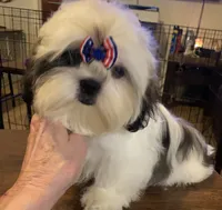 AKC Isela F, a female Shih Tzu for sale in Corpus Christi, TX – 4 of 6