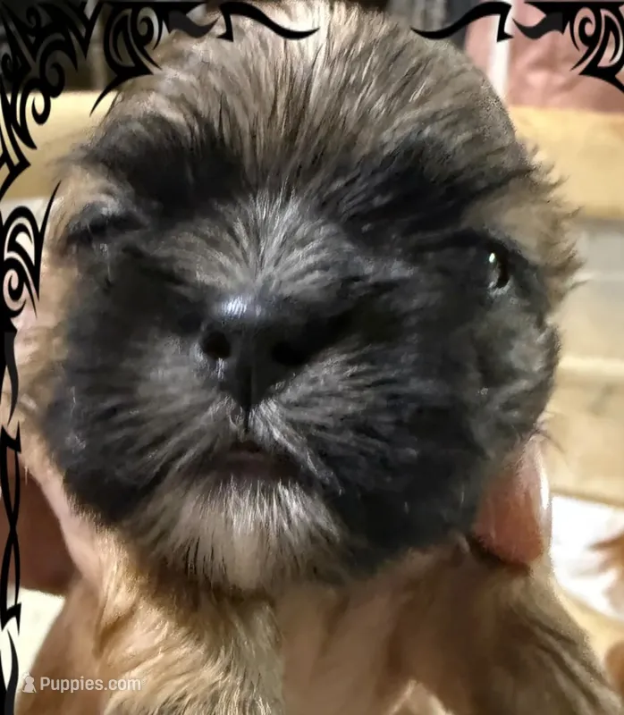 AKC Auvory M – Shih Tzu puppy for sale in Corpus Christi, TX