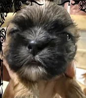 AKC Auvory M, a male Shih Tzu for sale in Corpus Christi, TX – 1 of 1