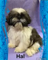 AKC Hal, a male Shih Tzu for sale in Corpus Christi, TX – Photo 1 of 2